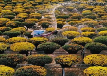 Làng hoa Sa Đéc là địa điểm du lịch Đồng Tháp hút khách bậc nhất