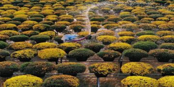 Làng hoa Sa Đéc là địa điểm du lịch Đồng Tháp hút khách bậc nhất