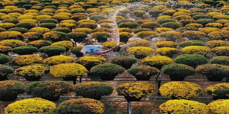 Làng hoa Sa Đéc là địa điểm du lịch Đồng Tháp hút khách bậc nhất