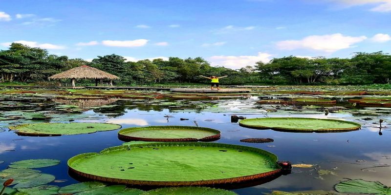 Ao sen “siêu to khổng lồ” tại khu du lịch Xẻo Quýt